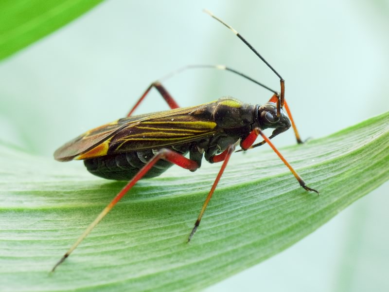 Miris striatus (Linnaeus, 1758)